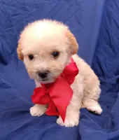 Tedsy, a male Maltipoo for sale in Chula Vista, CA – 9 of 10