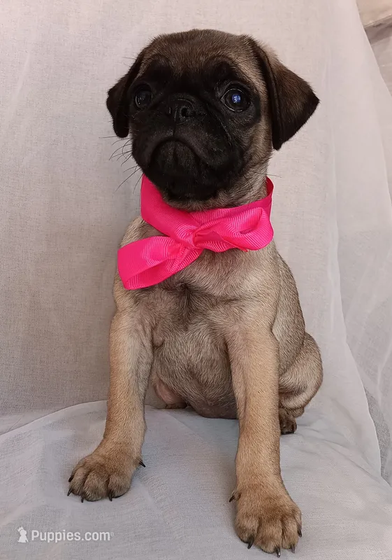 Roxanne  – Pug puppy for sale in Chula Vista, CA