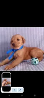 Teddy, a male Golden Retriever and Labrador Retriever for sale in Chula Vista, CA – 3 of 7