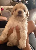 Charlie, a male Maltipoo for sale in Chula Vista, CA – 4 of 7