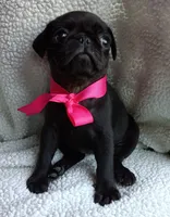 Bella, a female Pug for sale in Chula Vista, CA – 1 of 8