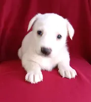 Bella, a female Labrador Retriever for sale in Chula Vista, CA – Photo 2 of 6