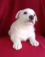 Bella, a female Labrador Retriever for sale in Chula Vista, CA – Photo 5 of 6