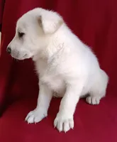 Bella, a female Labrador Retriever for sale in Chula Vista, CA – Photo 3 of 6