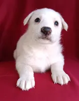 Bella, a female Labrador Retriever for sale in Chula Vista, CA – Photo 4 of 6