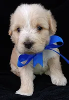 Teddy, a male Poodle - Miniature  for sale in Chula Vista, CA – Photo 4 of 6