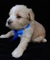 Teddy, a male Poodle - Miniature  for sale in Chula Vista, CA – Photo 6 of 6