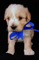 Teddy, a male Poodle - Miniature  for sale in Chula Vista, CA – Photo 2 of 6