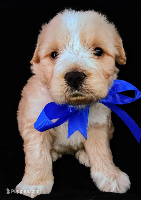Teddy – Poodle - Miniature  puppy for sale in Chula Vista, CA