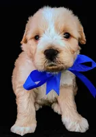 Teddy, a male Poodle - Miniature  for sale in Chula Vista, CA – Photo 1 of 6