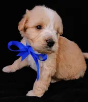 Teddy, a male Poodle - Miniature  for sale in Chula Vista, CA – Photo 5 of 6