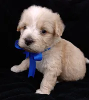 Teddy, a male Poodle - Miniature  for sale in Chula Vista, CA – Photo 3 of 6
