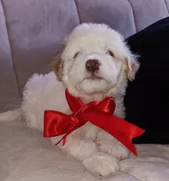 Teddy, a male Maltipoo for sale in Chula Vista, CA – 6 of 10
