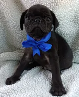 Peabody, a male Pug for sale in Chula Vista, CA – 2 of 10