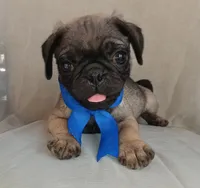 Bobby, a male Pug for sale in Chula Vista, CA – 3 of 6