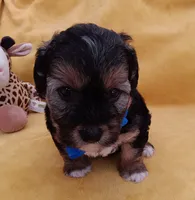Tommy, a male Maltipoo for sale in Chula Vista, CA – 6 of 10