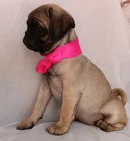 Roxanne , a female Pug for sale in Chula Vista, CA – 3 of 6
