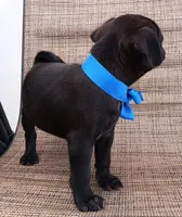 Chubby pugsie , a male Pug for sale in Chula Vista, CA – 3 of 8