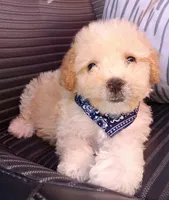 Max, a male Maltipoo for sale in Chula Vista, CA – 1 of 8
