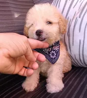 Max, a male Maltipoo for sale in Chula Vista, CA – 8 of 8