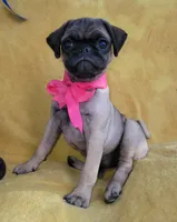 Bella, a female Pug for sale in Chula Vista, CA – 2 of 8