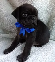 Peabody, a male Pug for sale in Chula Vista, CA – 4 of 10