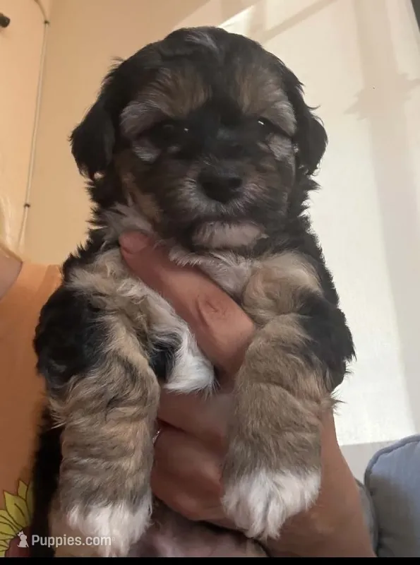 Tommy – Maltipoo puppy for sale in Chula Vista, CA