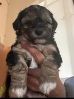 Tommy, a male Maltipoo for sale in Chula Vista, CA – 1 of 10