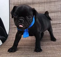 Chubby pugsie , a male Pug for sale in Chula Vista, CA – 2 of 8