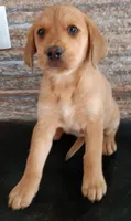 Lola, a female Labrador Retriever for sale in Chula Vista, CA – 8 of 8