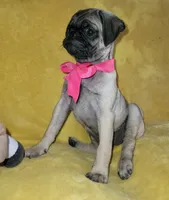 Bella, a female Pug for sale in Chula Vista, CA – 8 of 8