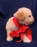 Tedsy, a male Maltipoo for sale in Chula Vista, CA – 7 of 10