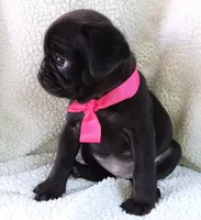 Bella, a female Pug for sale in Chula Vista, CA – 7 of 8