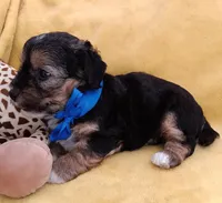 Tommy, a male Maltipoo for sale in Chula Vista, CA – 10 of 10