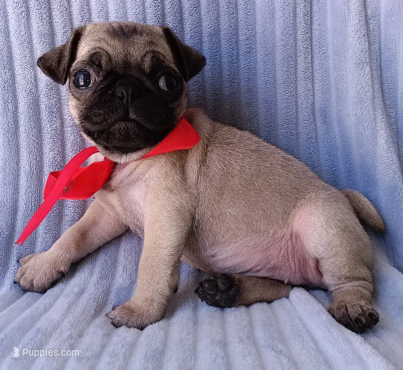 Ziva – Pug puppy for sale in Chula Vista, CA