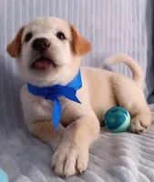 Toby, a male Golden Retriever and Labrador Retriever for sale in Chula Vista, CA – 7 of 8