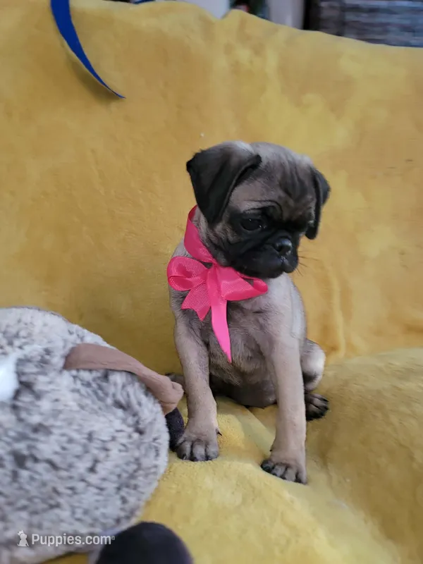 Bella – Pug puppy for sale in Chula Vista, CA