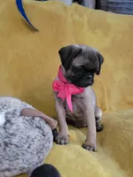 Bella, a female Pug for sale in Chula Vista, CA – 1 of 8