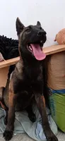 Lucy , a female Belgian Malinois for sale in Chula Vista, CA – 4 of 6