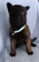 Maky, a female Belgian Malinois for sale in Chula Vista, CA – 3 of 4
