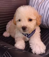 Max, a male Maltipoo for sale in Chula Vista, CA – 4 of 8
