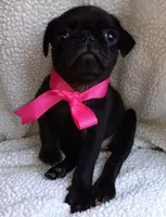 Bella, a female Pug for sale in Chula Vista, CA – 3 of 8