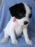 Bella, a female Labrador Retriever and Miniature Labradoodle for sale in Chula Vista, CA – Photo 8 of 9