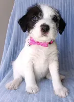 Bella, a female Labrador Retriever and Miniature Labradoodle for sale in Chula Vista, CA – Photo 6 of 9