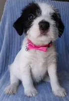 Bella, a female Labrador Retriever and Miniature Labradoodle for sale in Chula Vista, CA – Photo 7 of 9