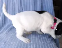 Bella, a female Labrador Retriever and Miniature Labradoodle for sale in Chula Vista, CA – Photo 4 of 9