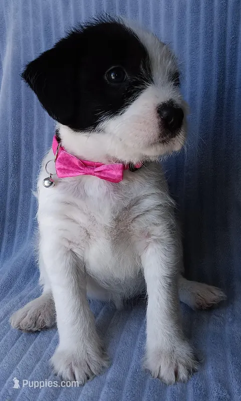 Bella – Labrador Retriever, Miniature Labradoodle puppy for sale in Chula Vista, CA