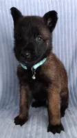 Mako, a female Belgian Malinois for sale in Chula Vista, CA – 6 of 7