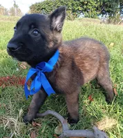 Max, a male Belgian Malinois for sale in Chula Vista, CA – 7 of 7