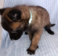 Mako, a female Belgian Malinois for sale in Chula Vista, CA – 4 of 7